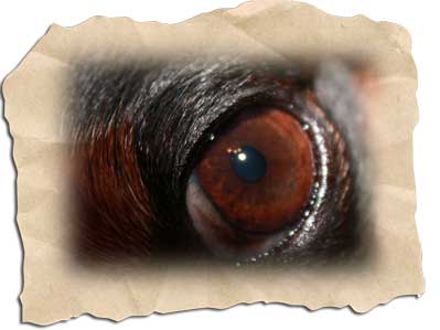 Augenerkrankung beim Hund