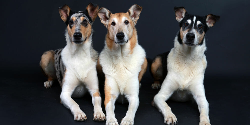 Die beliebte Hunderasse Collie Kurzhaar - Rasseportrait