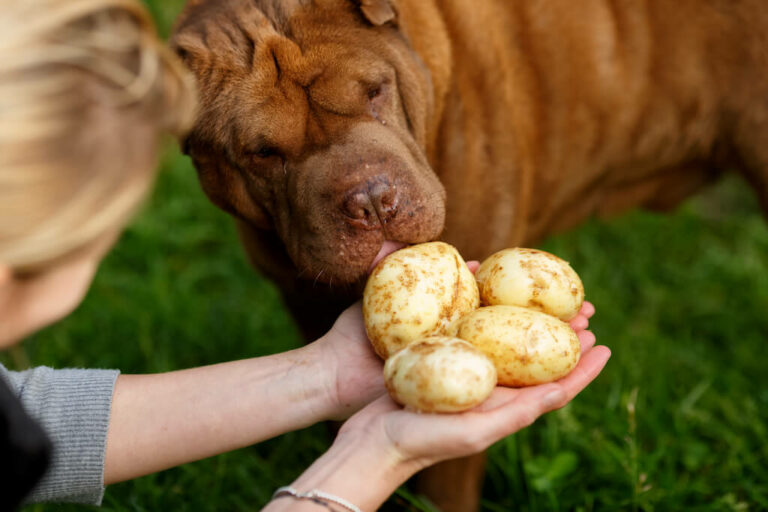 hund-kartoffeln