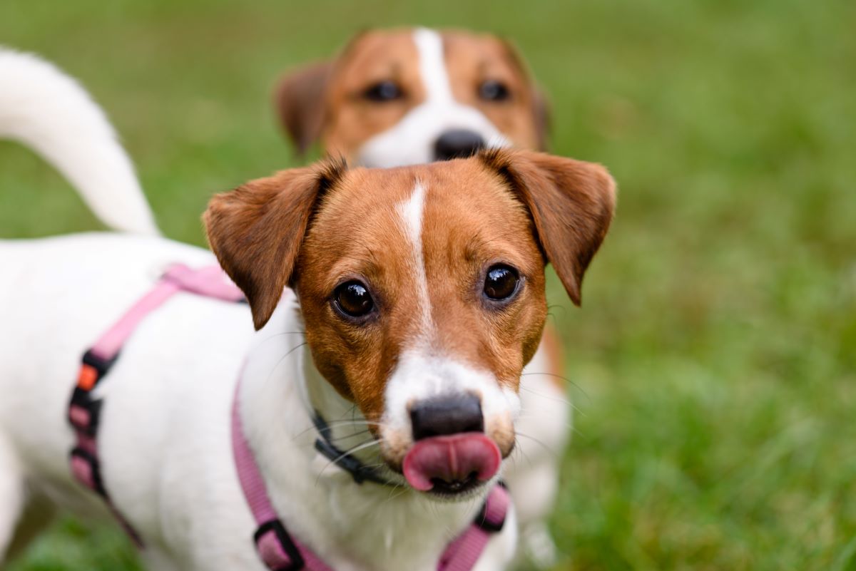 Hundegeschirre können in unterschiedlichen Farben erworben werden.