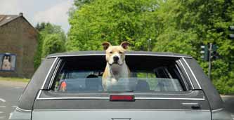 Hundehaltung im Auto verboten