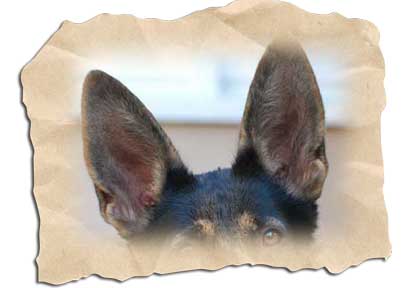 Hundeohren-Ohrenerkrankung