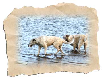 Hundestrände Nordsee