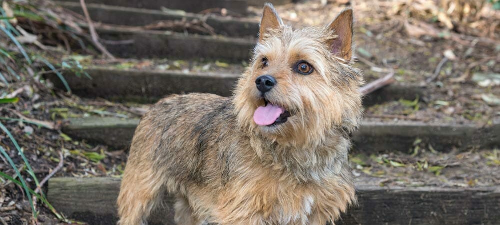 Die kleine Hunderasse Norwich Terrier - Rasseporträt und Steckbrief