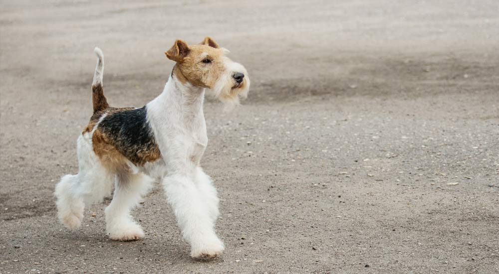 Die kleine Hunderasse Fox Terrier Drahthaar - Steckbrief und Rasseporträt