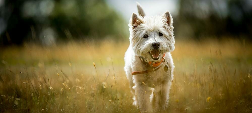 Die kleine Hunderasse West Highland terrier - Rasseporträt und Steckbrief